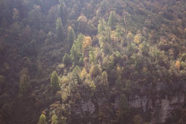 Gün boyunca yeşil ormanın manzarası