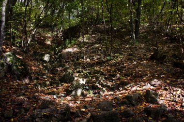 Orman yolu ve güz yaprakları gün boyunca