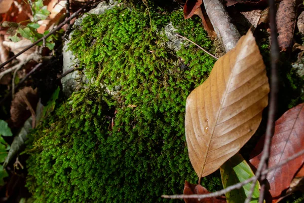 Mousse Germé Sur Arbre Dans Forêt Automne — Photo