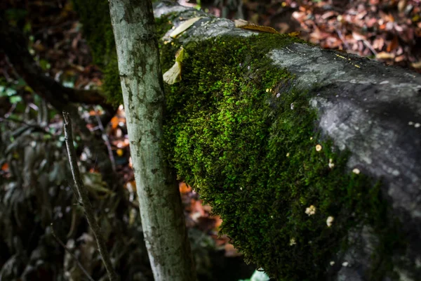 Восени Мосс Виростав Дереві Лісі — стокове фото