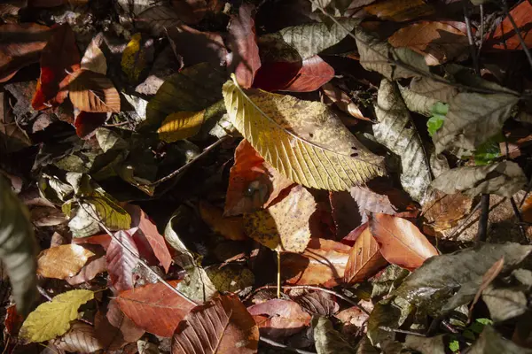 Herbstblätter Wald Als Hintergrund — Stockfoto