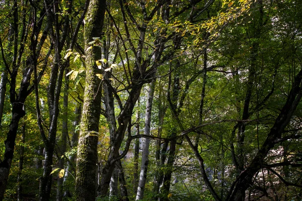 Utsikt Över Den Gröna Skogen Dagen — Stockfoto