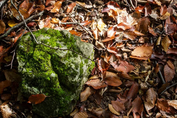 Μος Φύτρωσε Πέτρες Στο Δάσος Φθινόπωρο — Φωτογραφία Αρχείου