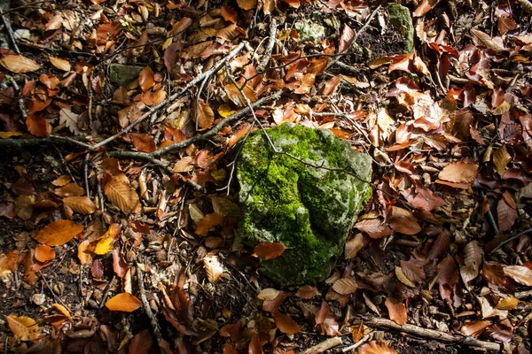 Podzim Vyrašil Mech Kamenech Lese — Stock fotografie