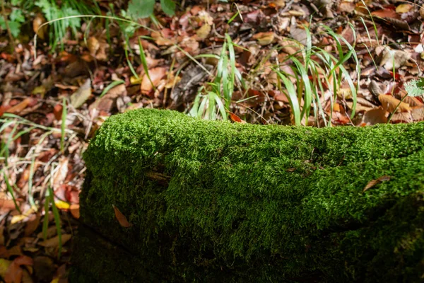 Moss Brotó Árbol Bosque Otoño —  Fotos de Stock