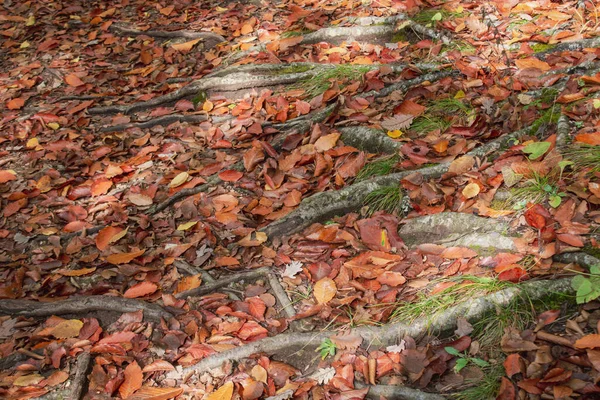 Herbstblätter Und Baumwurzeln Als Hintergrund — Stockfoto