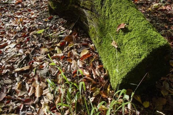 Mossa Grodd Ett Träd Skogen Hösten — Stockfoto