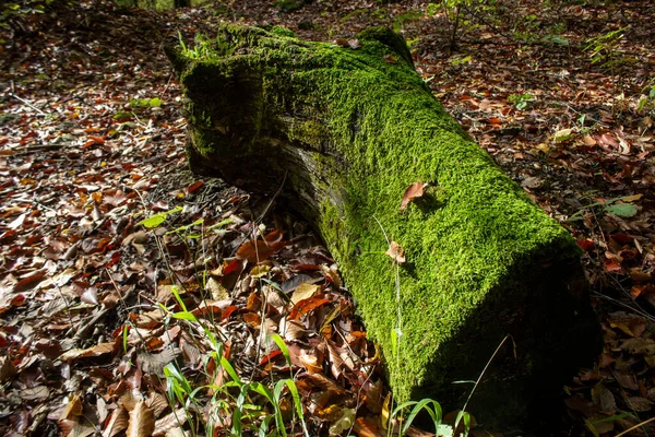Mossa Grodd Ett Träd Skogen Hösten — Stockfoto
