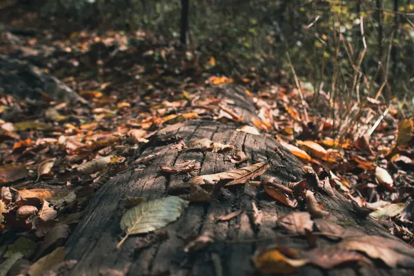 Régi Lehullott Őszi Levelek Erdőben — Stock Fotó