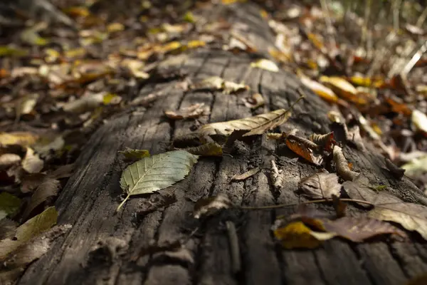 Viejo Árbol Caído Hojas Otoño Bosque — Foto de Stock