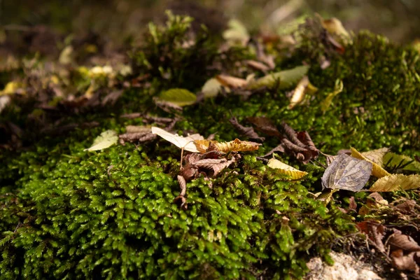Moss Brotó Sobre Piedras Bosque Otoño —  Fotos de Stock