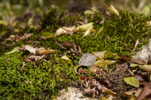 Musgo Brotou Pedras Floresta Outono — Fotografia de Stock