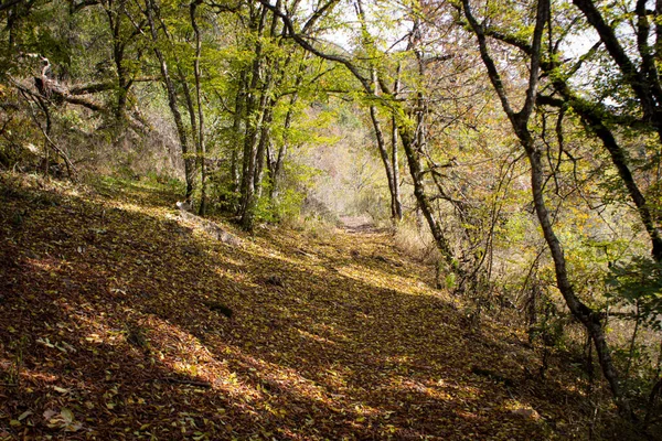 Orman Yolu Güz Yaprakları Gün Boyunca — Stok fotoğraf