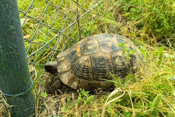 Kaplumbağa kaplumbağa yeşil çimenlerin üzerinde yavaşça yürüyor. Yavaşça kameraya bakıyor. Eski, nesli tükenmekte olan tropikal vahşi hayvan. .