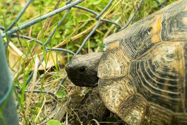 Kaplumbağa kaplumbağa yeşil çimenlerin üzerinde yavaşça yürüyor. Yavaşça kameraya bakıyor. Eski, nesli tükenmekte olan tropikal vahşi hayvan. .