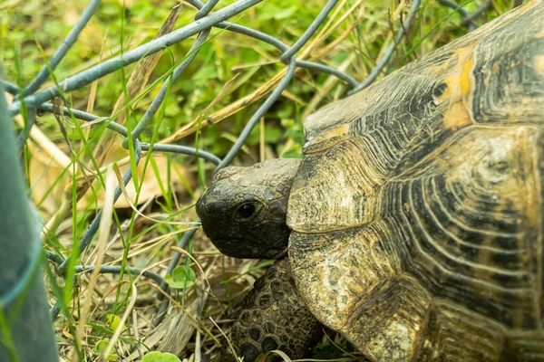 Kaplumbağa kaplumbağa yeşil çimenlerin üzerinde yavaşça yürüyor. Yavaşça kameraya bakıyor. Eski, nesli tükenmekte olan tropikal vahşi hayvan. .