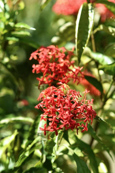 Kırmızı bir Çin ixora çiçeğinin yakın görüntüsü. Doğa, botanik parkı ve bahçe kavramı