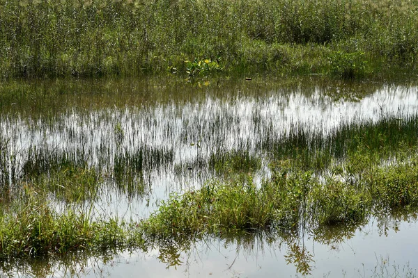 Marsh in a wetland located in Putrajaya, Malaysia. Concept of nature and environment