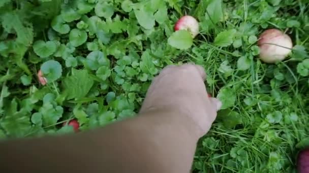 Собирать яблоки с земли. — стоковое видео