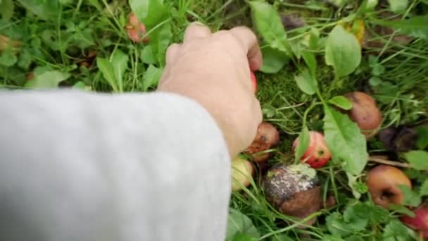 Recoger manzanas del suelo. — Vídeos de Stock