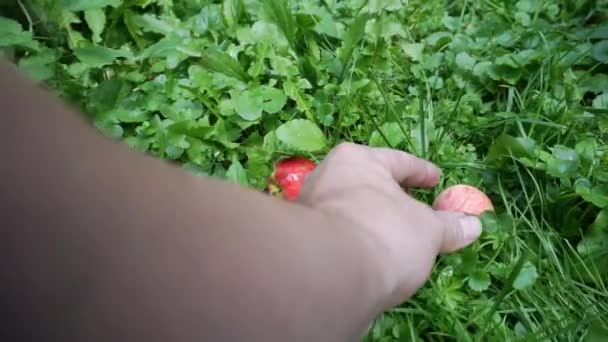 Verzamel appels uit de grond. — Stockvideo