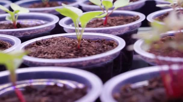 Petits germes de plantes dans des tasses en plastique. — Video