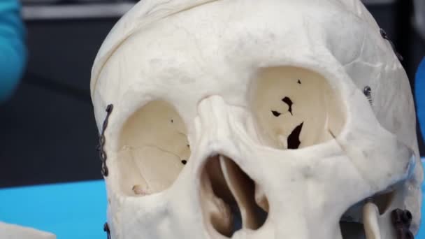 Close-up of a human skull. — Stock Video