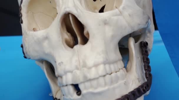 Close-up of a human skull. — Stock Video