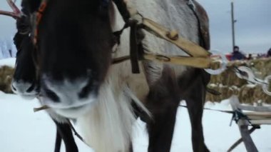 İki ren geyiği bir takıma bağlı..