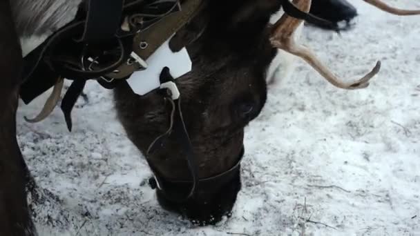 Twee rendieren in een harnas op zoek naar voedsel in de sneeuw. — Stockvideo