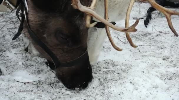 Два оленя в спорядженні шукають їжу на снігу . — стокове відео