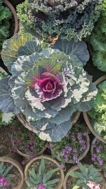 Bahçe gülleri - Pakistan 'da sarı çiçekler.