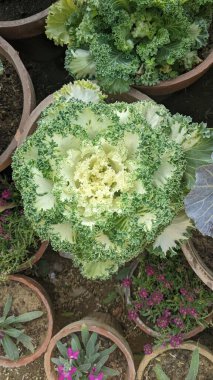 Bahçe gülleri - Pakistan 'da sarı çiçekler.