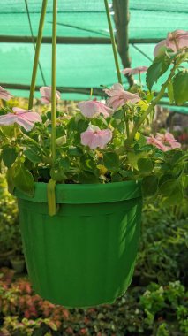 Pakistan 'da bahçe gülleri ve çiçekler.