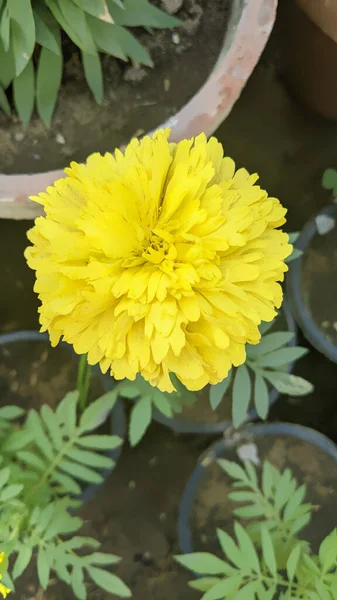 Bahçe Gülleri Pakistan Sarı Çiçekler — Stok fotoğraf