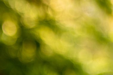 soyut yumuşak yeşil bokeh arkaplanı