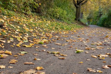 Sarı sonbahar yaprakları Almanya 'da Ekim ayında ormanda yerde.