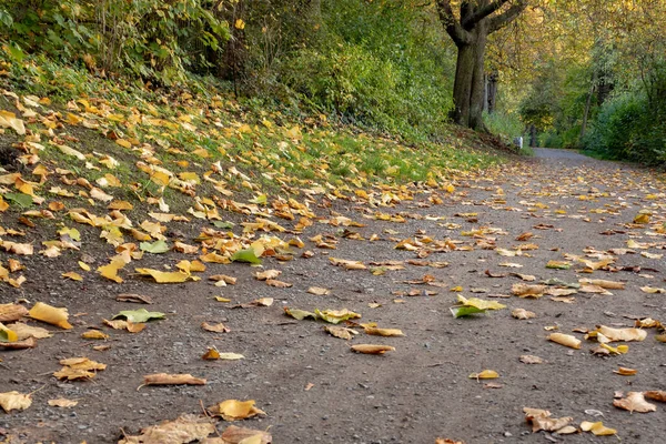 Yellow Autumn Leaves Ground Forest October Germany Stock Photo