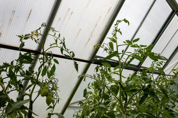 Plantas Tomate Crescendo Estufa — Fotografia de Stock