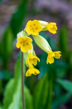 Sarı çiçekli Primula veris, ya da yaz mevsiminde inek gülü çuha çiçeği, yeşil arka plana karşı kapalı ve seçici bir odak