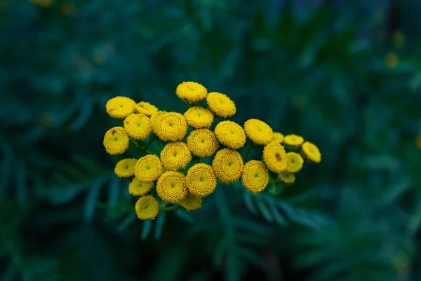 Žluté Květy Tansy Tanacetum Vulgare Zeleném Pozadí Zblízka Shora — Stock fotografie