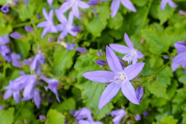 Sırp çan çiçeğinin çiçekleri de Çan Çiçeği (Campanula poscharskyana), makro