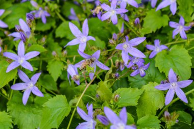 Arılı bir sürü mor çan çiçeği (apis))