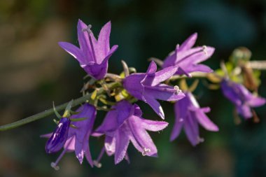 Mor Rampion çan çiçekleri (Campanula rapunculus), makro ve seçici odak