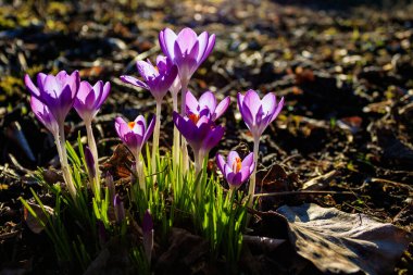 Close-up of a group of blooming Crocus flowers on a meadow in early spring. View of purple crocuses in the light of the spring sun.