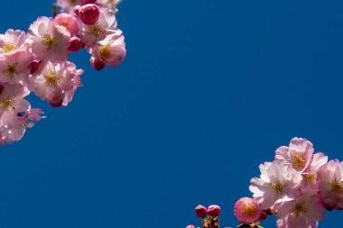 Cherry blossom frame with blue sky and copy space