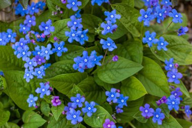 Many forget me not flowers (Myosotis) and green leaves in spring, close up and full frame.