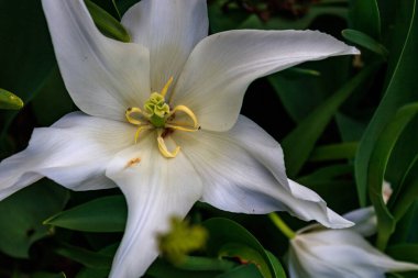 Close up of white lily flower (Lilium candidum) on green background