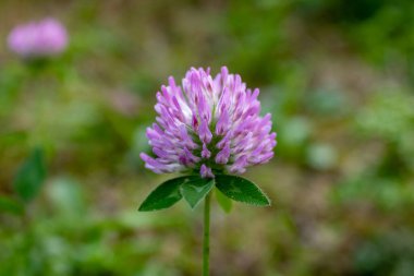 red clover (Trifolium pratense) isolated with green blurred background, close up and selective focus