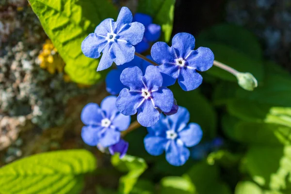 Close Blue Flowers Forget Myositis Green Background Top View — Stock Photo, Image